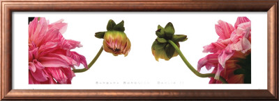 Dahlia Ii by Barbara Bordnick Pricing Limited Edition Print image