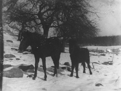 Two Horses Walking In The Snow In A Country Setting by Wallace G. Levison Pricing Limited Edition Print image