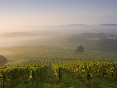 Early Morning Mist Over Vineyard, The North Downs, Dorking, Surrey, England, United Kingdom, Europe by Miller John Pricing Limited Edition Print image