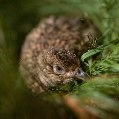 Close-Up Of A Bird by Bjorn Alander Pricing Limited Edition Print image