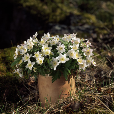 A Plant With White Flowers by Lars Dahlstrom Pricing Limited Edition Print image