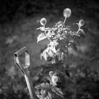 Mild Thistle And A Shovel by Maria Olsson Pricing Limited Edition Print image