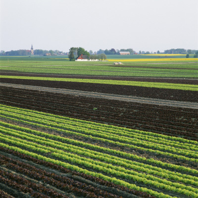 A Salad Field by Ove Eriksson Pricing Limited Edition Print image