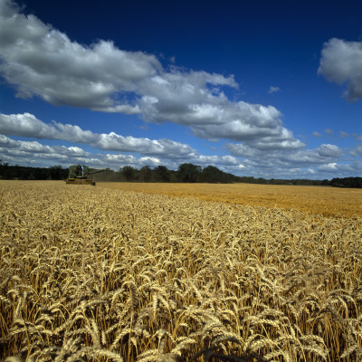 Wheat Crop Growing In A Field by Pal Hermansen Pricing Limited Edition Print image