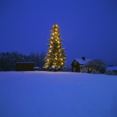 A Lit Up, Outdoor Christmas Tree by Ove Eriksson Pricing Limited Edition Print image