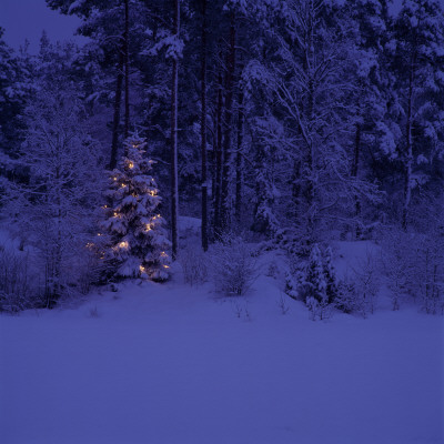 Christmas Tree Covered With Snow by Ove Eriksson Pricing Limited Edition Print image