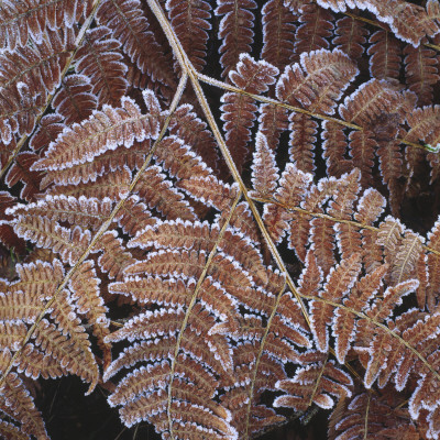 Close-Up Of Fern Leaves by Ove Eriksson Pricing Limited Edition Print image