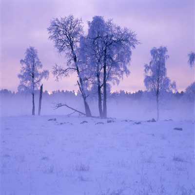 Snow Covered Trees by Ove Eriksson Pricing Limited Edition Print image