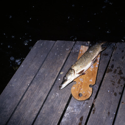 A Dead Fish Lying On A Cutting Board On A Jetty In A Lake by Lars Wallsten Pricing Limited Edition Print image