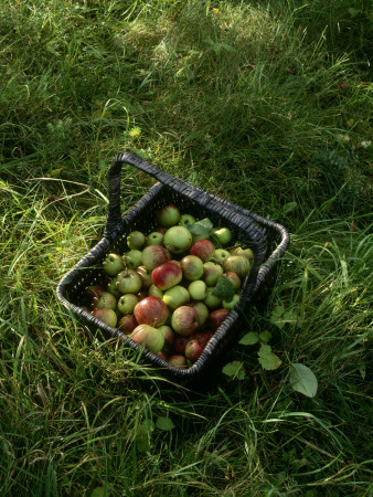A Basketful Of Apples by Anders Ekholm Pricing Limited Edition Print image