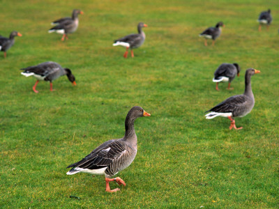 Geese Walking On Grass, Iceland by Bragi Thor Josefson Pricing Limited Edition Print image