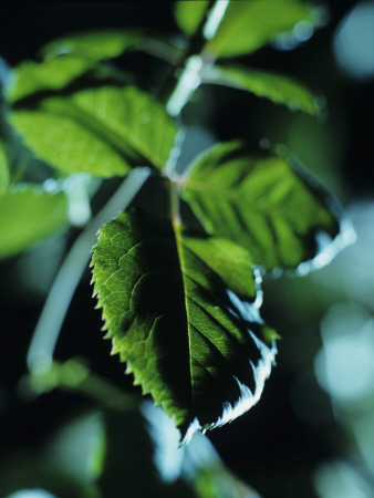 Green Leaf, Iceland by Atli Mar Hafsteinsson Pricing Limited Edition Print image