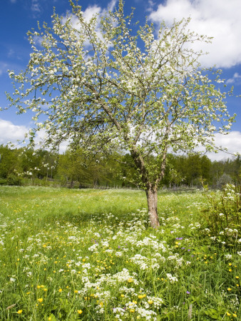 Crab In Blossom, Kindla, Lindesberg, Sweden by Anders Ekholm Pricing Limited Edition Print image