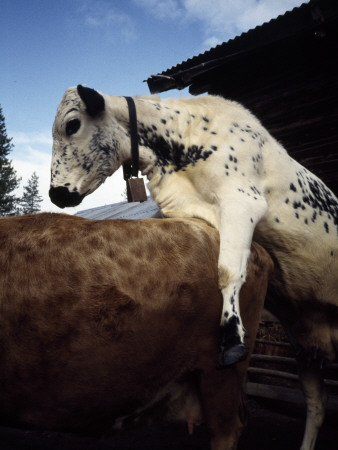 A Cow Jumping Upon Another Cow by Gunnel Johansson Pricing Limited Edition Print image
