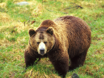 High Angle View Of A Brown Bear (Ursus Arctos) Standing In A Field by Hannu Hautala Pricing Limited Edition Print image