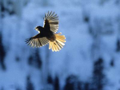 A Bird Flying In Winter by Hannu Hautala Pricing Limited Edition Print image