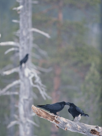 Two Crows In A Forest by Hannu Hautala Pricing Limited Edition Print image