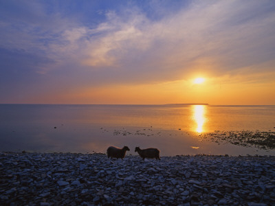 Silhouette Of Two Sheep On The Beach, Gotland, Sweden by Jorgen Larsson Pricing Limited Edition Print image