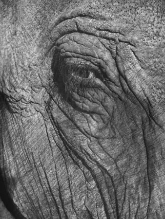 Eye Of An Elephant by Lars Gronwall Pricing Limited Edition Print image