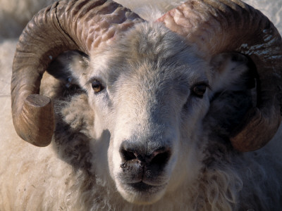 Close Up Of A Ram In A Herd by Kristjan Maack Pricing Limited Edition Print image