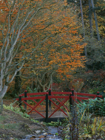Batsford Arboretum, Gloucestershire - Oriental Bridge Spanning Stream, Acer Palmatum Shishigashira by Clive Nichols Pricing Limited Edition Print image