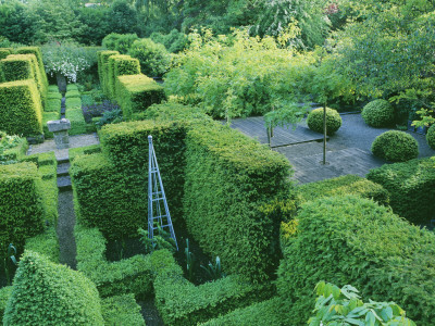 Box And Yew Hedging, Designer: Tony Ridler by Clive Nichols Pricing Limited Edition Print image