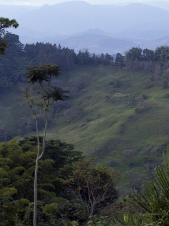 View In The Coffee-Growing Region, Near Manizales, Colombia by Natalie Tepper Pricing Limited Edition Print image
