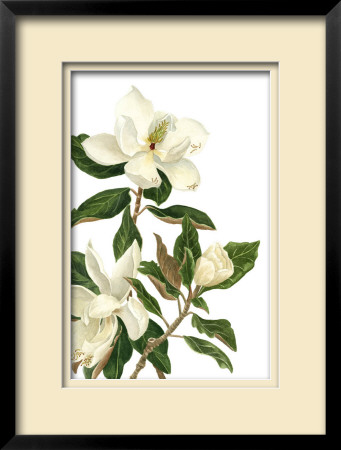 Magnolia I by Pamela Shirley Pricing Limited Edition Print image