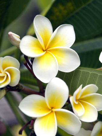 Frangipani Flower, Cook Islands by Michael Defreitas Pricing Limited Edition Print image