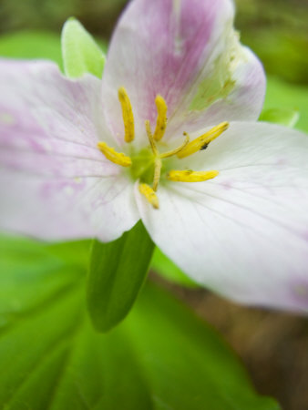 Spring Trillium In Bloom, Olympic National Park, Washington, Usa by Terry Eggers Pricing Limited Edition Print image
