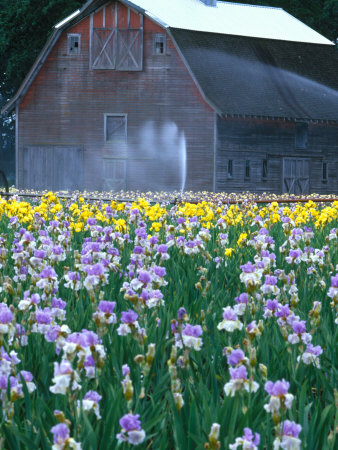 Field Of Iris With Barn, Oregon, Usa by Julie Eggers Pricing Limited Edition Print image