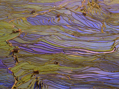 Flooded Tiger's Mouth Terraces, Yuanyang, Yunnan, China by Charles Crust Pricing Limited Edition Print image