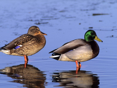 Mallard Pair by Michael Defreitas Pricing Limited Edition Print image