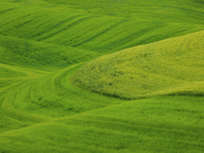 Hills Of Barley And Wheat, Palouse Country, Washington, Usa by Terry Eggers Pricing Limited Edition Print image