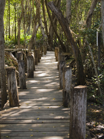 Boardwalk Through A Mangrove Forest, Celestun National Wildlife Refuge, Mexico by Julie Eggers Pricing Limited Edition Print image