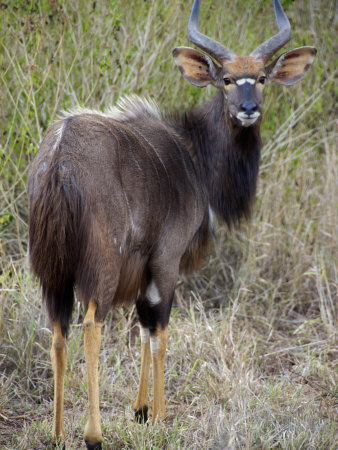 Male Nyala, Zulu Nyala Game Reserve, Kwazulu Natal, South Africa by Lisa S. Engelbrecht Pricing Limited Edition Print image