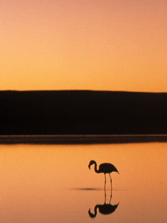 Wading Flamingo At Sunset, Atacama Desert, Chile by Michael Defreitas Pricing Limited Edition Print image