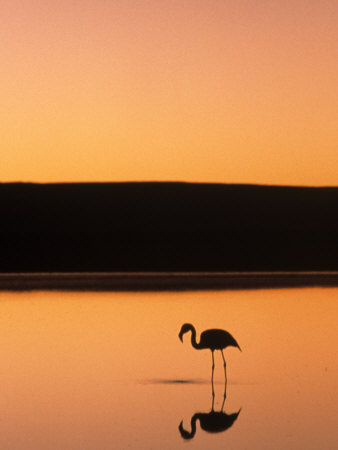 Wading Flamingo At Sunset, Atacama Desert, Chile by Michael Defreitas Pricing Limited Edition Print image