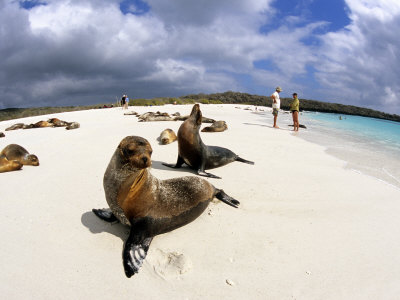 Cruise Passengers And Sea Lions, Galapagos Islands, Ecuador by Michael Defreitas Pricing Limited Edition Print image