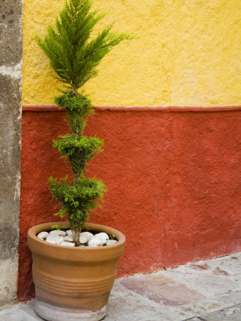 A Potted Plant, San Miguel De Allende, Guanajuato State, Mexico by Julie Eggers Pricing Limited Edition Print image