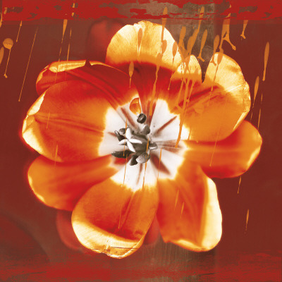 Tulip Fresco (Red) by Erin Clark Pricing Limited Edition Print image