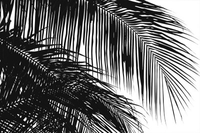 Palms 3 by Jamie Kingham Pricing Limited Edition Print image