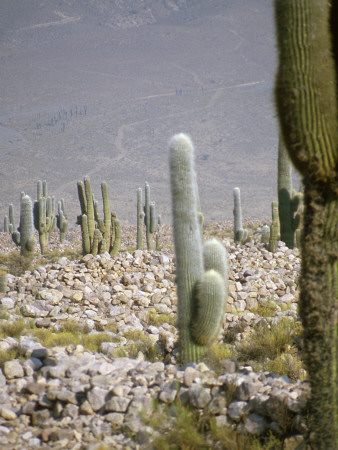 Saguaro Cactus Garden, Mexico by Eloise Patrick Pricing Limited Edition Print image