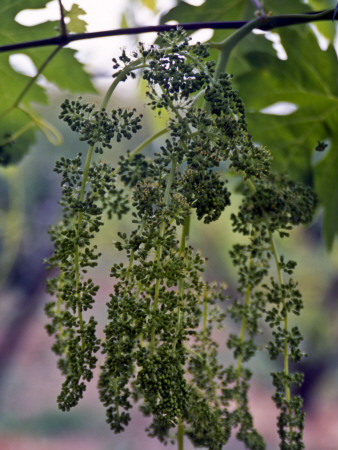 Chianti Grapes by Eloise Patrick Pricing Limited Edition Print image