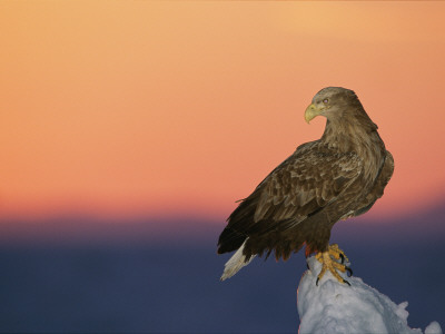 A White-Tailed Sea Eagle Perches On A Chunk Of Sea Ice At Sunrise by Tim Laman Pricing Limited Edition Print image