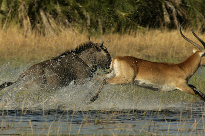 A Wildebeest And A Red Lechwe Leap Through A Flood Plain by Beverly Joubert Pricing Limited Edition Print image