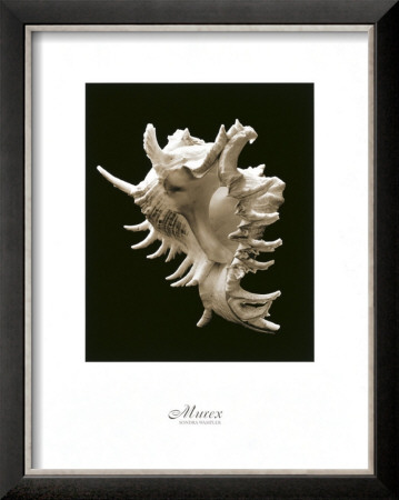 Murex by Sondra Wampler Pricing Limited Edition Print image