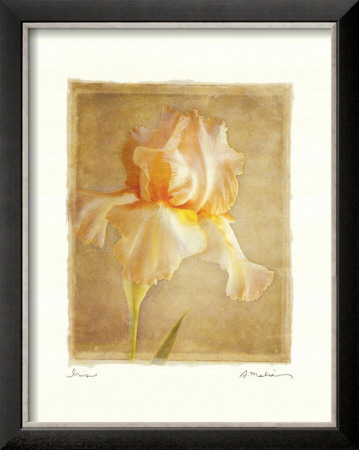 Iris by Amy Melious Pricing Limited Edition Print image