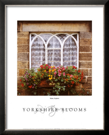 Yorkshire Blooms by Dennis Barloga Pricing Limited Edition Print image