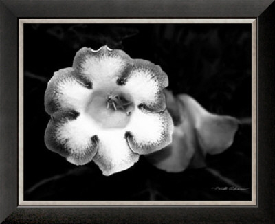 Gloxinia by Harold Silverman Pricing Limited Edition Print image
